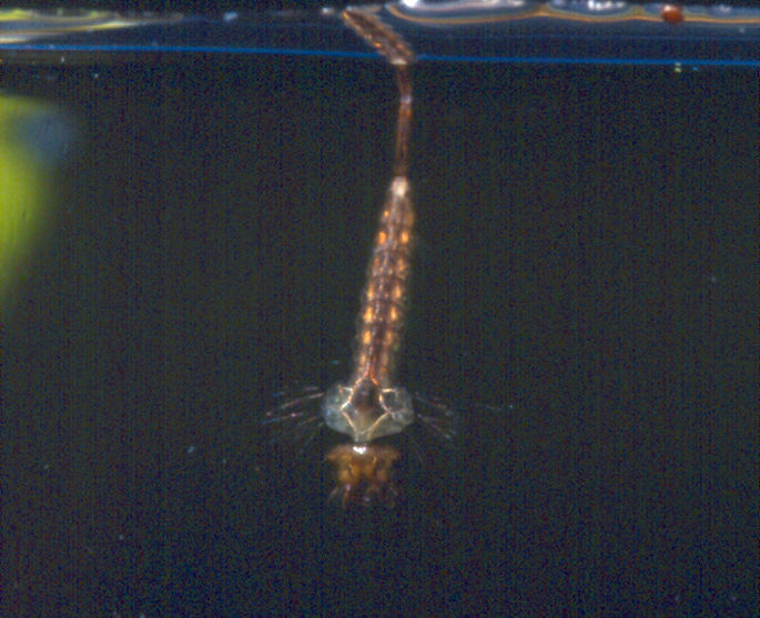 Mosquito larvae or 'wrigglers' rest upside down with their breathing tube at the water surface Mosquito larvae or 'wrigglers' rest upside down with their breathing tube at the water surface Credit: Sally Ray